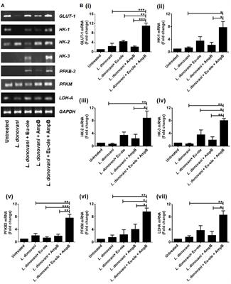 Dynamicity in Host Metabolic Adaptation Is Influenced by the Synergistic Effect of Eugenol Oleate and Amphotericin B During Leishmania donovani Infection In Vitro